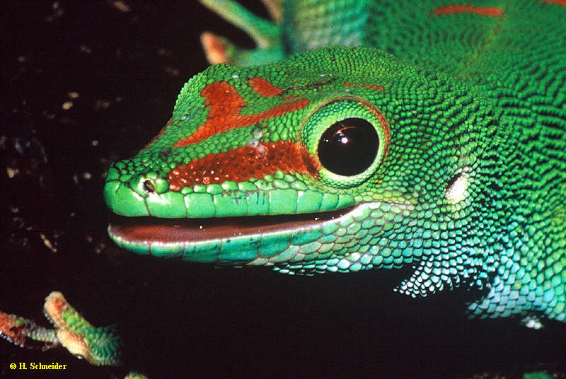 Deutlich sind bei dieser P.grandis die runden Pupillen zu erkennen, die die tagaktive Lebensweise der Geckos anzeigen